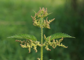 Große Brennnessel (Urtica dioica) - © Emanuel Trummer
